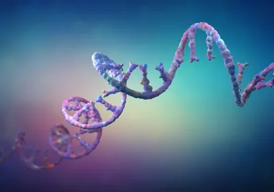 Ribonucleic acid strands consisting of nucleotides important for protein bio-synthesis 